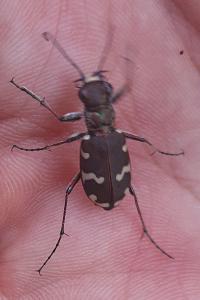 <i>Cicindela hybrida</i>