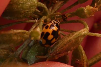 <i>Propylea quatuordecimpunctata</i>