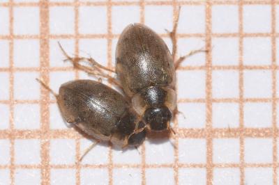 <i>Laccobius femoralis</i>