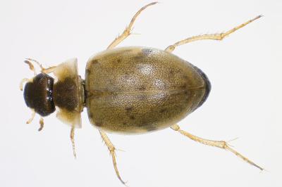 <i>Laccobius femoralis</i>