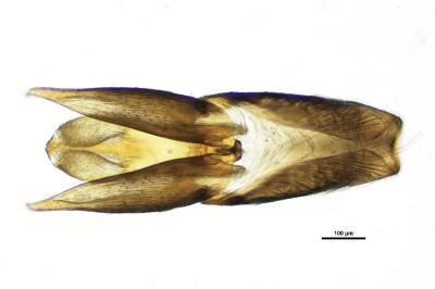 <i>Laccobius femoralis</i>