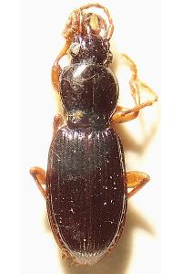 <i>Stomis pumicatus</i>