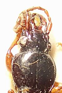 <i>Stomis pumicatus</i>