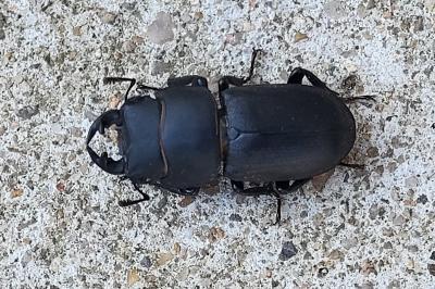 <i>Dorcus parallelipipedus</i>