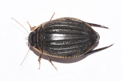 <i>Acilius sulcatus</i>