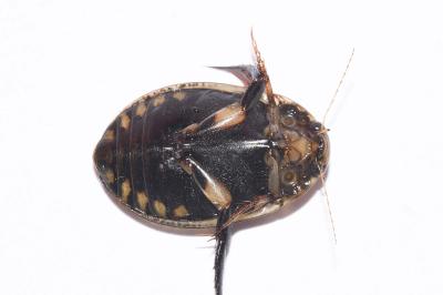 <i>Acilius sulcatus</i>