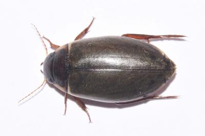 <i>Colymbetes fuscus</i>
