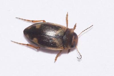 <i>Hydroporus palustris</i>