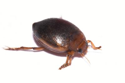 <i>Hyphydrus ovatus</i>