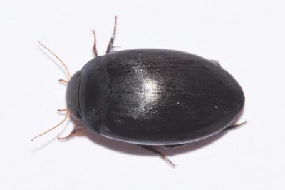 <i>Agabus bipustulatus</i>