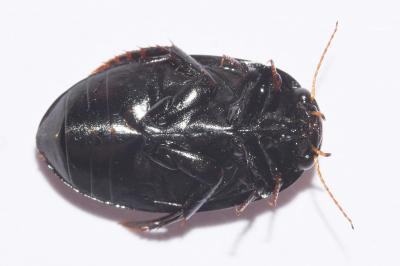 <i>Agabus bipustulatus</i>