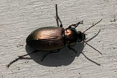 <i>Poecilus cupreus</i>
