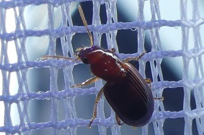 <i>Bradycellus</i>