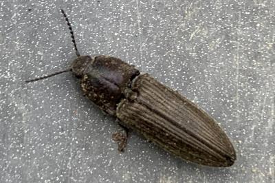 <i>Cidnopus pilosus</i>