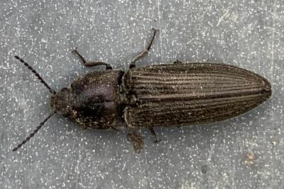 <i>Cidnopus pilosus</i>
