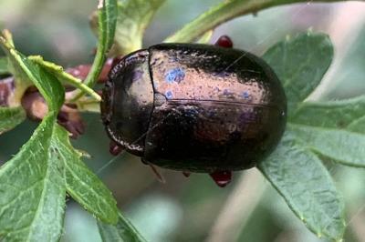<i>Chrysolina bankii</i>