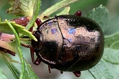 <i>Chrysolina bankii</i>