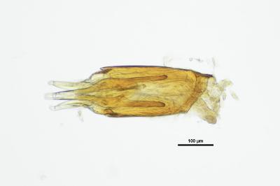 <i>Oulimnius tuberculatus</i>