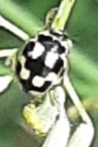 <i>Propylea quatuordecimpunctata</i>