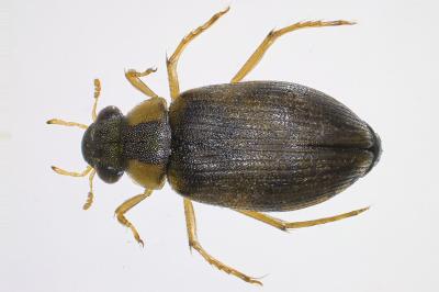 <i>Berosus affinis</i>