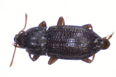 <i>Esolus parallelepipedus</i>