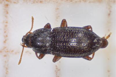 <i>Esolus parallelepipedus</i>
