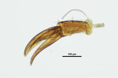 <i>Esolus parallelepipedus</i>