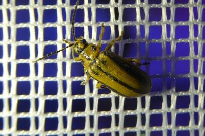 <i>Xanthogaleruca luteola</i>