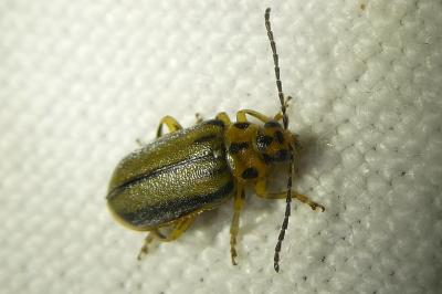 <i>Xanthogaleruca luteola</i>