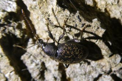<i>Otiorhynchus aurifer</i>