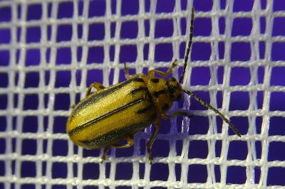 Xanthogaleruca luteola