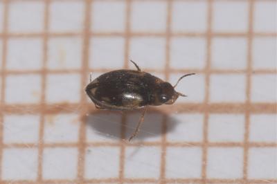 <i>Hydroglyphus geminus</i>