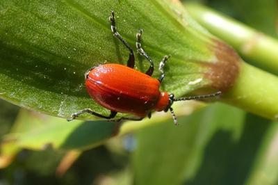 <i>Lilioceris lilii</i>