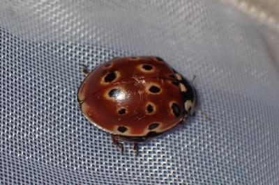 <i>Anatis ocellata</i>