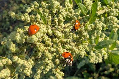 <i>Coccinella septempunctata</i>