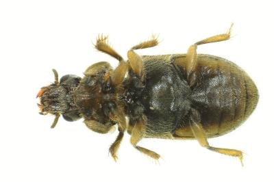 <i>Heterocerus fenestratus</i>