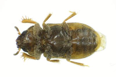 <i>Heterocerus fusculus</i>