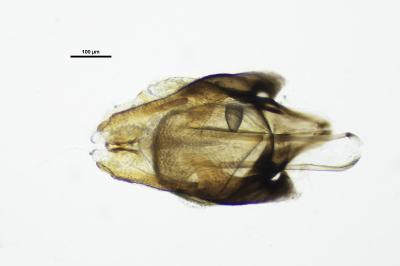 <i>Heterocerus fusculus</i>