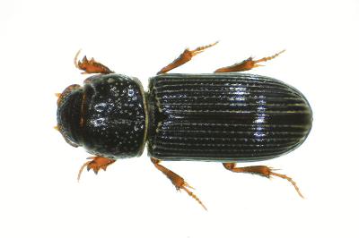 <i>Pleurophorus caesus</i>