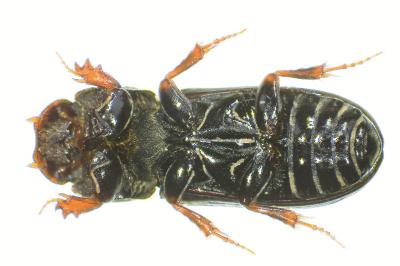 <i>Pleurophorus caesus</i>