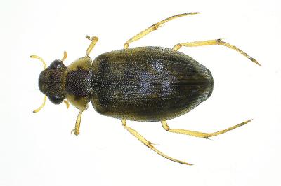<i>Berosus affinis</i>