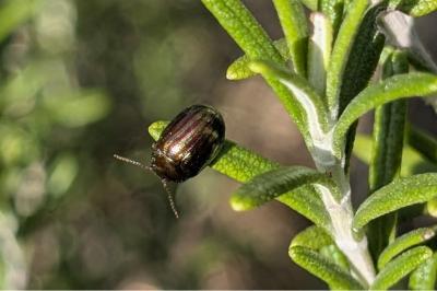 <i>Chrysolina americana</i>