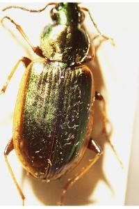 <i>Agonum marginatum</i>
