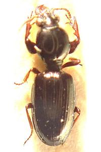 <i>Dyschirius nitidus</i>