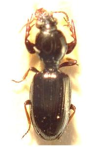 <i>Dyschirius nitidus</i>