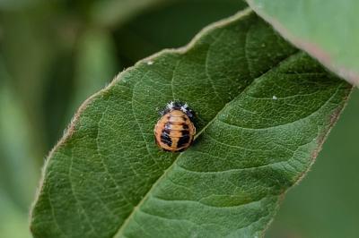 <i>Harmonia axyridis</i>