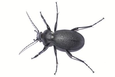 <i>Carabus coriaceus</i>