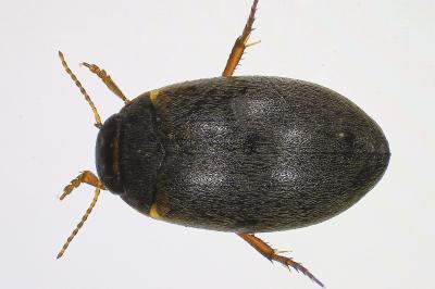 <i>Hydroporus</i>
