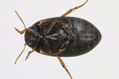 <i>Hydroporus</i>