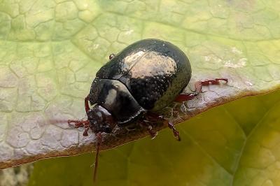 <i>Chrysolina bankii</i>